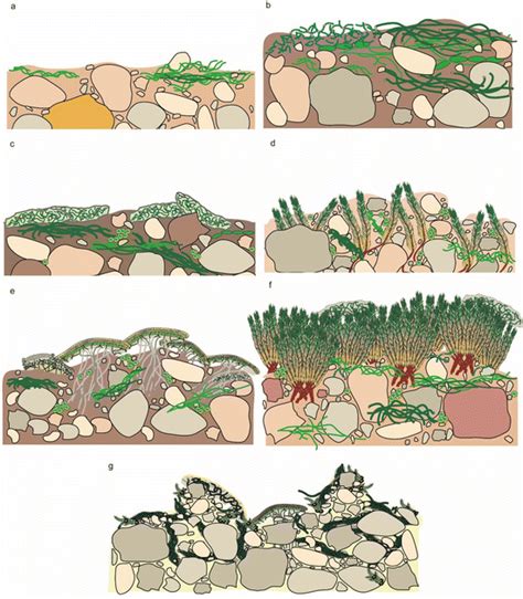 Composition and Macrostructure of Biological Soil Crusts | SpringerLink