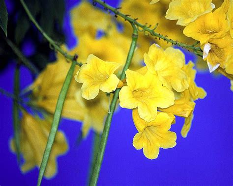 Yellow Elder - National Flower of The Bahamas | Plants, Flowers, Flora