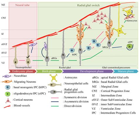 Frontiers | Astrocyte Differentiation of Human Pluripotent Stem Cells: New Tools for ...