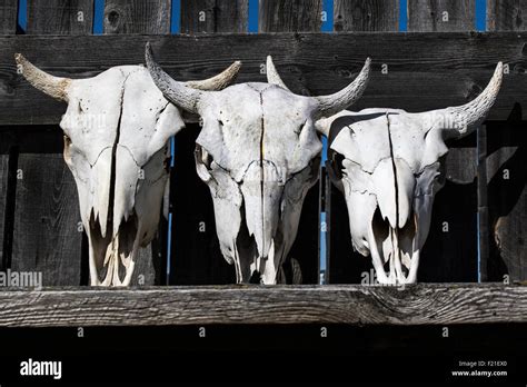 Bison skull hi-res stock photography and images - Alamy