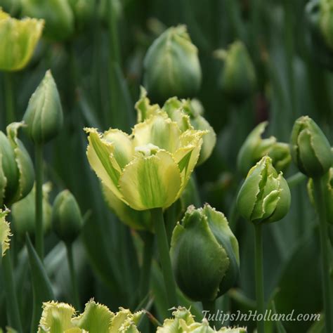 Tulip colors - Tulips in Holland