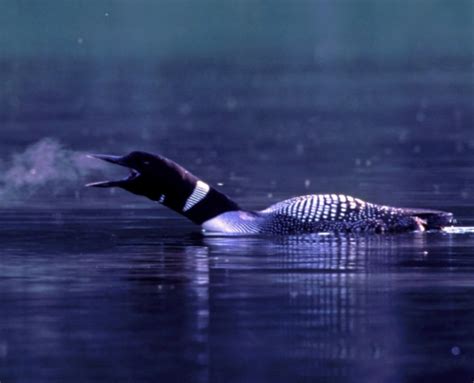 The Call of the Loon – Loon Preservation Committee