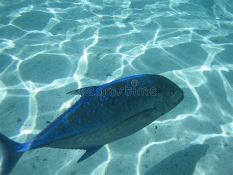 Blue Jack Fish stock image. Image of tropical, ocean - 15944679