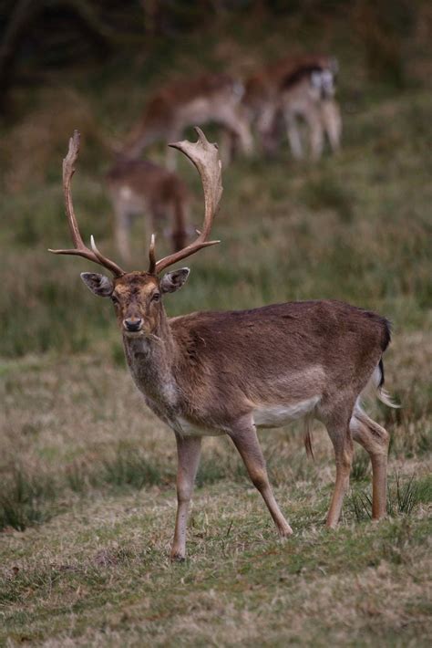 Wildlife in Cornwall: New Forest Weekend Wildlife!!!