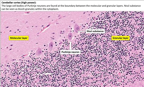 Cerebellum Histology Slide | My XXX Hot Girl