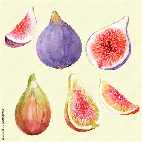 Watercolor hand drawn figs Stock Vector | Adobe Stock