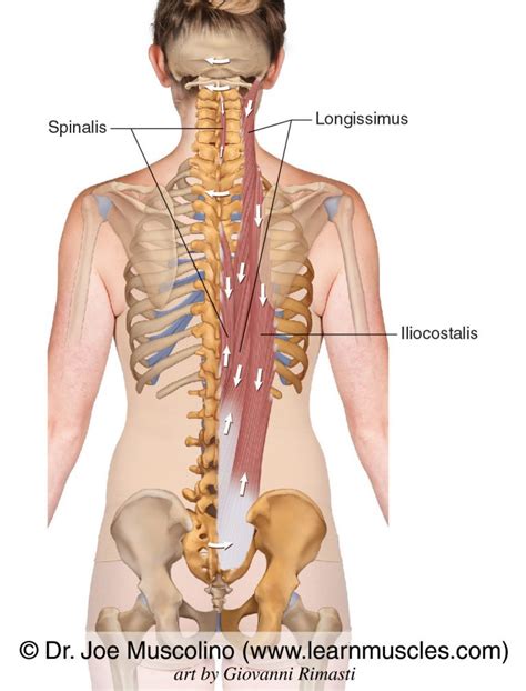 Erector Spinae Group - Learn Muscles