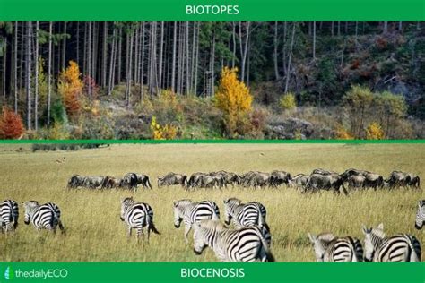 Biotopes and Biocenosis - Definition and Differences With Examples