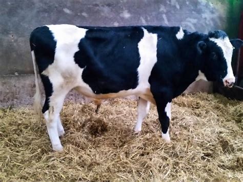 1 Holstein Breeding, Dairy Bull | SellMyLivestock - The Online Livestock Marketplace