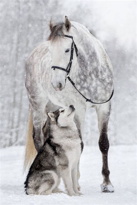 Friendship Between a Horse And Malamute Caught In Mesmerizing Photos | Аляскинский маламут ...