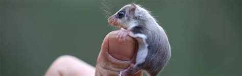 Feathertail Glider - Australian Reptile Park