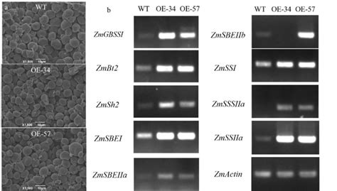 Morphology of starch granules (a) and expression of genes related to... | Download Scientific ...