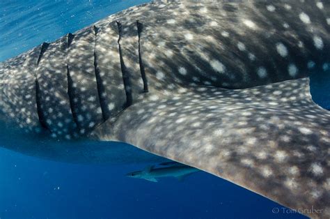 Gill slit study of whale shark | Tom Gruber | Flickr