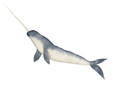 Real Narwhal Whale