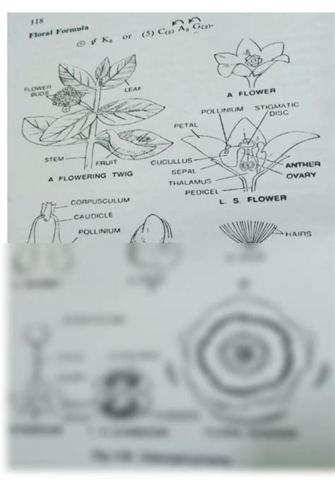 SOLUTION: Floral diagram of calotropis procera - Studypool