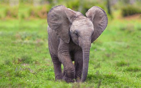 Free photo: Baby African Elephant - Africa, African, Animals - Free Download - Jooinn