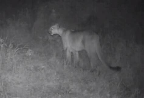 Video: The Mating Scream of a Female Mountain Lion | OutdoorHub