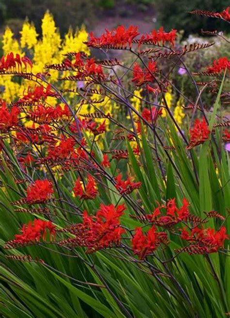 Crocosmia Lucifer - How to Plant to Grow Crocosmia Flowers Varieties