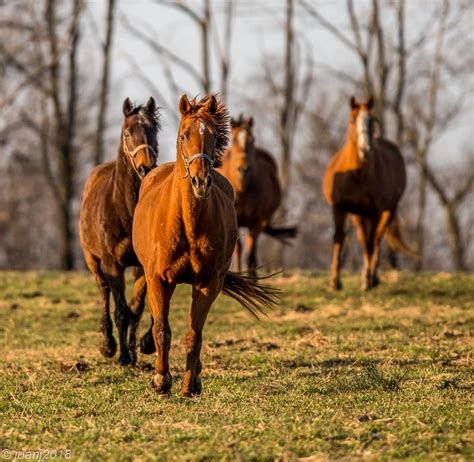 Horses of Kentucky | JuanJ | Flickr