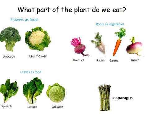 We eat plants! - Miss Matthews' Kindergarten Class