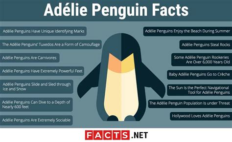 Adélie Penguin Facts: Lifespan, Habitat, Diet & More - Facts.net