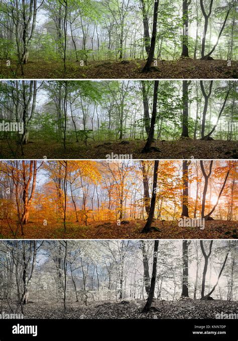 Deciduous Forest 4 Seasons