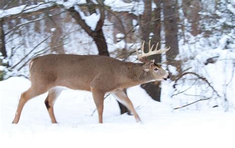 5 Places to Find Giant Late-Season Bucks | Deer hunting, Deer hunting ...