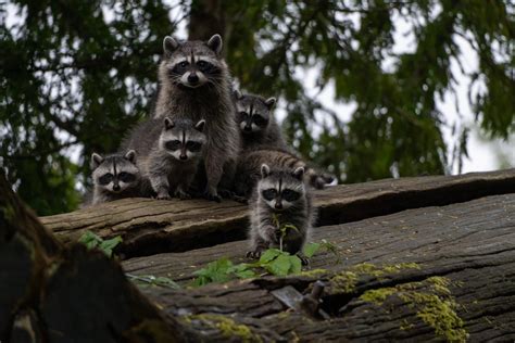 How Long Can Baby Racoons Live Without Their Mother? - Quick Catch