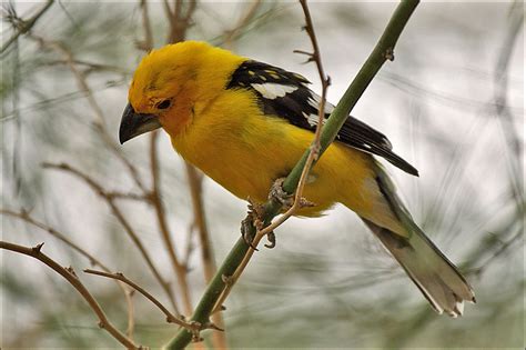 Curious Yellow Grosbeak | Male Yellow Grosbeak in Burgers De… | Flickr