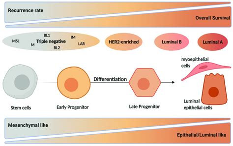 The different intrinsic breast cancer subtypes in relation to mammary... | Download Scientific ...