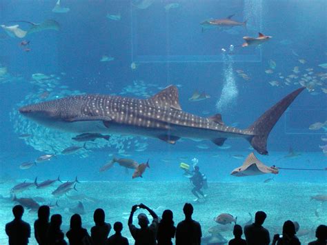 Plenty of Fish in the Sea: Whale Shark