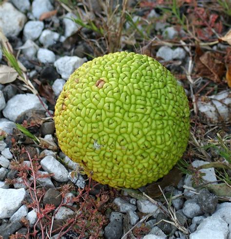 Osage Orange Fruit (Maclura pomifera) | Flickr - Photo Sharing!