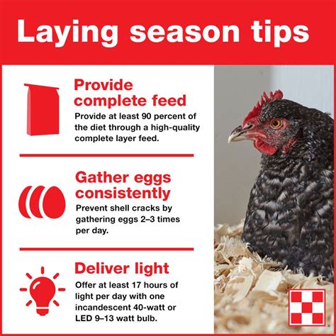 hens-laying-eggs Best Egg Laying Chickens, Laying Hens, Raising Backyard Chickens, Backyard ...