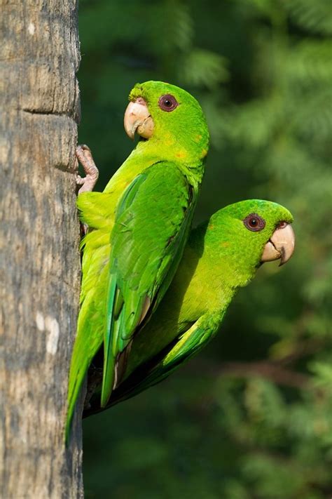 1000+ images about Birds * Parakeets on Pinterest