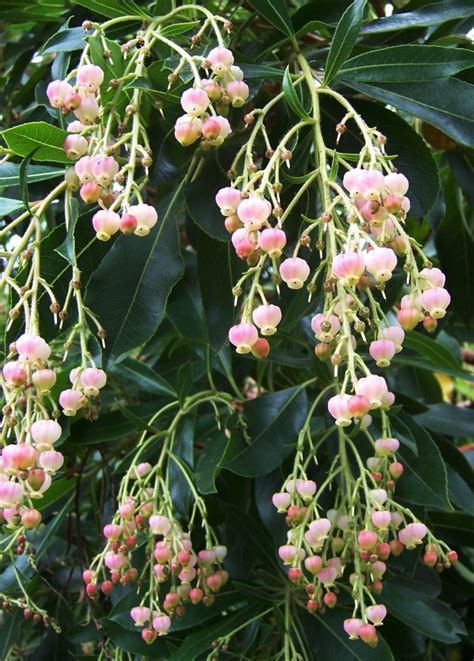 The 2 Minute Gardener: Photo - Strawberry Tree Flower (Arbutus unedo 'Marina')