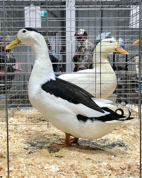 The Magpie Duck - American Poultry Association