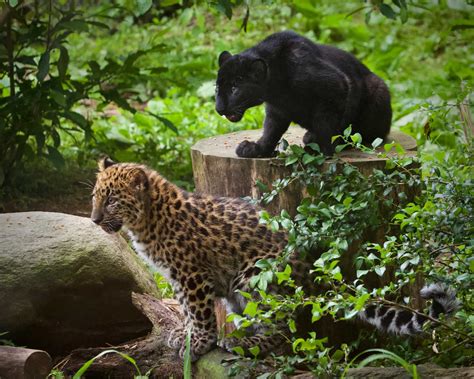 Amur leopards make debut at Bridgeport’s Beardsley Zoo