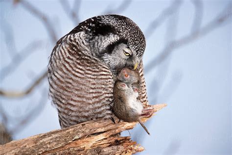 "Northern Hawk Owl" by Stocksy Contributor "Paul Tessier" - Stocksy