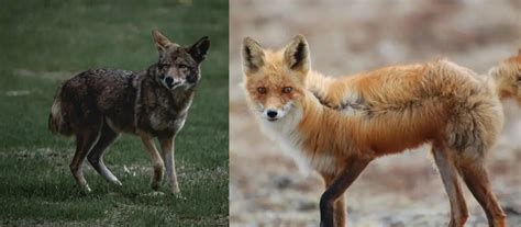 Fox vs. Coyote: How to Instantly Tell Them Apart