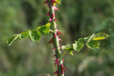 sweet briar thorns | Flickr - Photo Sharing!