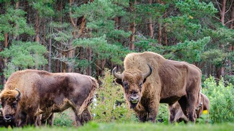 European Bison Returning To The UK After 6,000 Years - SnowBrains