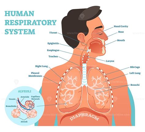 Human respiratory system anatomical vector illustration - VectorMine