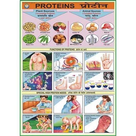 English Laminated Paper Charts On Food And Nutrition at Rs 300/piece in Bengaluru