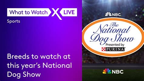 Breeds to watch at this year’s National Dog Show - YouTube