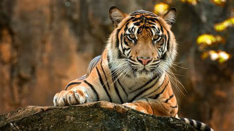 Tiger Wallpapers (86 images) - WallpaperCosmos