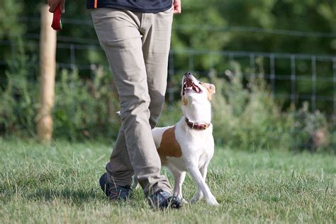 Why we do what we do... (Competitive Obedience) - Dogs Matter ...