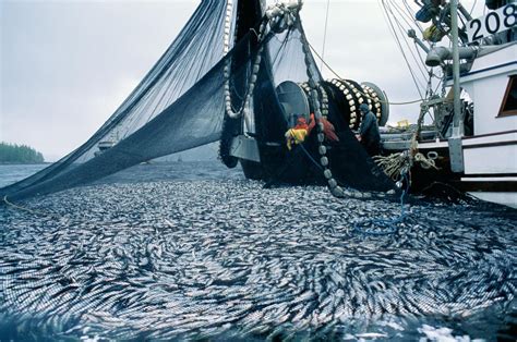 Vietnam Fishery Industry Comprehensive Report