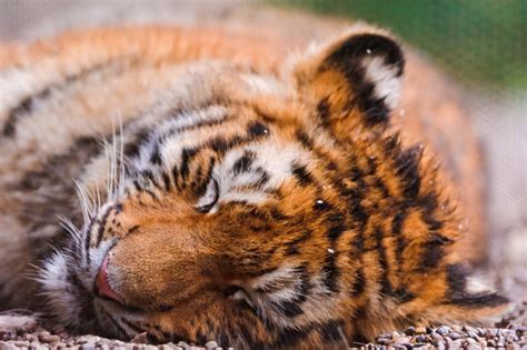 150 Pictures of Tigers - Sleeping, Swimming, with Cubs, and More! | HubPages