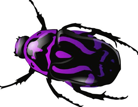 Download Beetle, Bug, Insect. Royalty-Free Vector Graphic - Pixabay