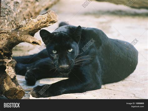 Black Leopard Cub Image & Photo (Free Trial) | Bigstock